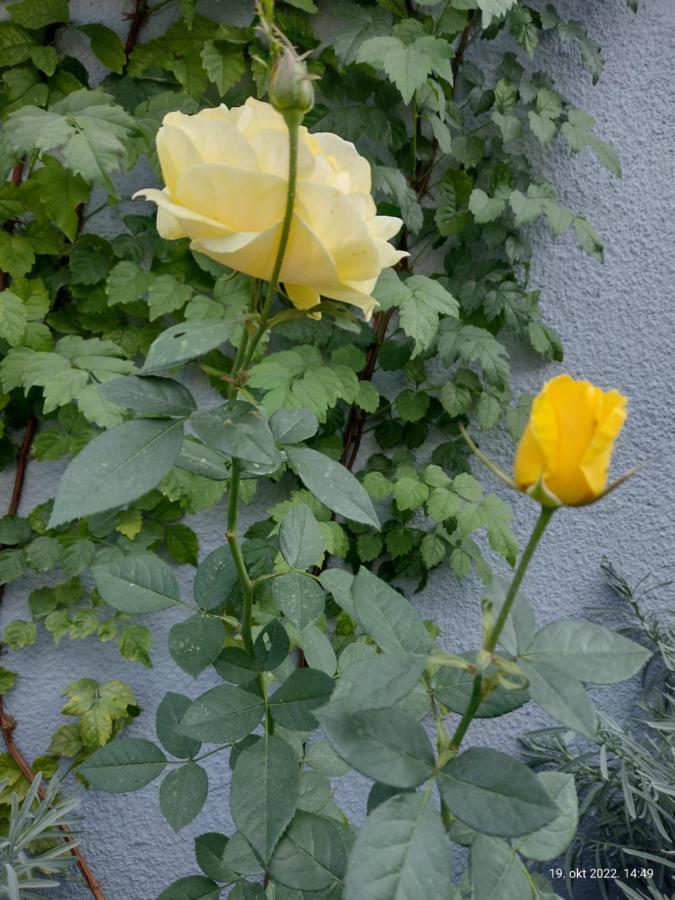 Apartmani Domo Sd Smederevo Eksteriør billede